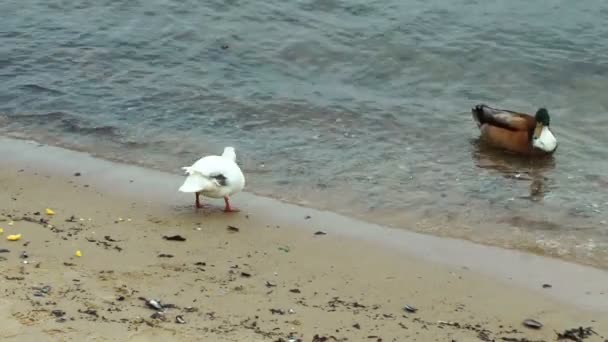 Patos comiendo polenta — Vídeos de Stock