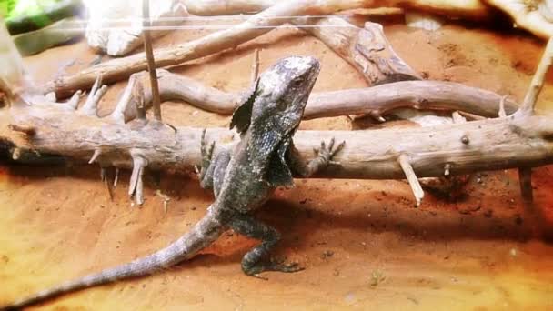 O lagarto de dragão em aquário — Vídeo de Stock