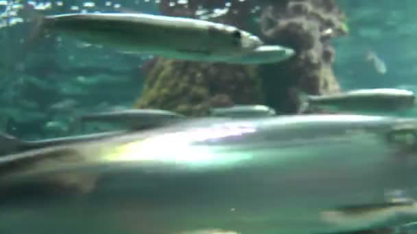 Schnelles Fischwasser — Stockvideo