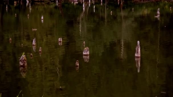 Утка плавает на озере — стоковое видео