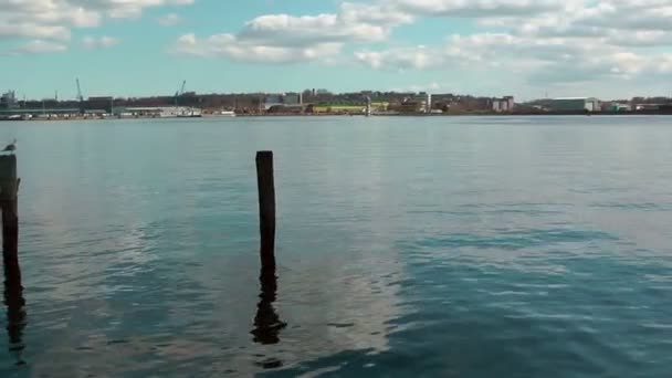 Seagull resting on wooden pillar — Stock Video