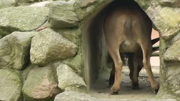 Cabra descansando em uma caverna — Vídeo de Stock