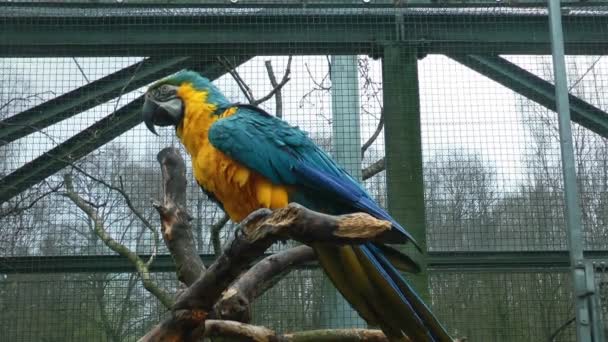 Colorful parrot in a cage — Stock Video