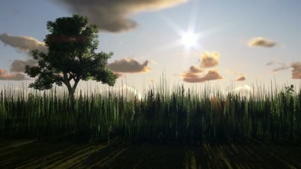 夕暮れの草原のツリー — ストック動画