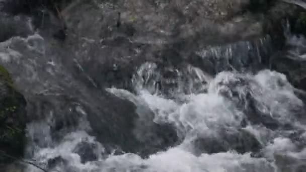 Piccola cascata forestale — Video Stock