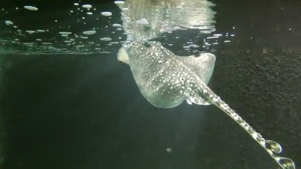 Temiz hava alıyorum whiptail stingray — Stok video