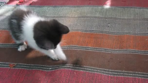 Котенок играет с ковром — стоковое видео