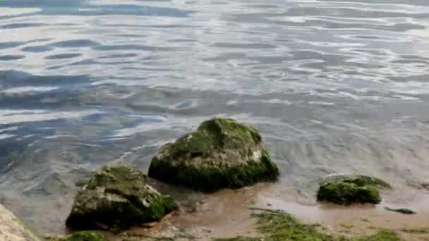 Mossa på klippor på stranden — Stockvideo