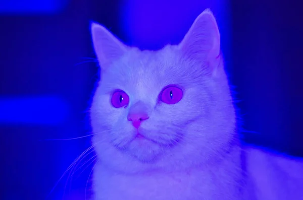 Biały Kot Ciemnym Pokoju Kolorowym Światłem — Zdjęcie stockowe