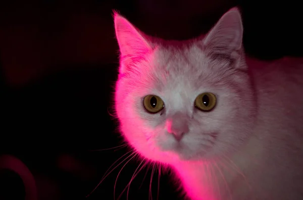 Valkoinen Kissa Pimeässä Huoneessa Värillisellä Valolla — kuvapankkivalokuva