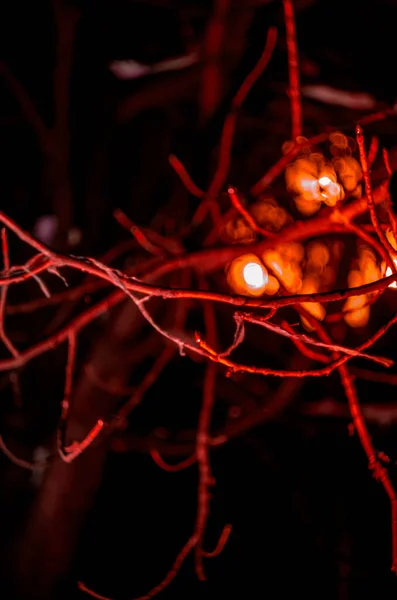 Geceleri makro fotoğrafçılıkta ışık alan dallar.
