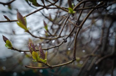 Tomurcukları tomurcuklanmış bir ağacın dalları, öğleden sonra çekilmiş bir fotoğraf.