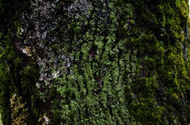 Ağaç kabuğu, yosun ile kaplanmış, öğleden sonra çekilmiş bir fotoğraf.