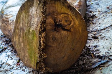 Ağaç gövdesi, yerde ağaç kabuğu yok.