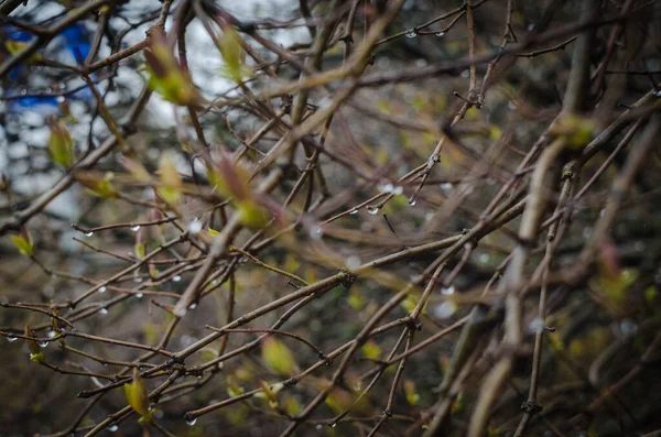 Tomurcukları tomurcuklanmış bir ağacın dalları, öğleden sonra çekilmiş bir fotoğraf.