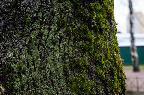 Ağaç Kabuğu Yosun Ile Kaplanmış Öğleden Sonra Çekilmiş Bir Fotoğraf — Stok fotoğraf