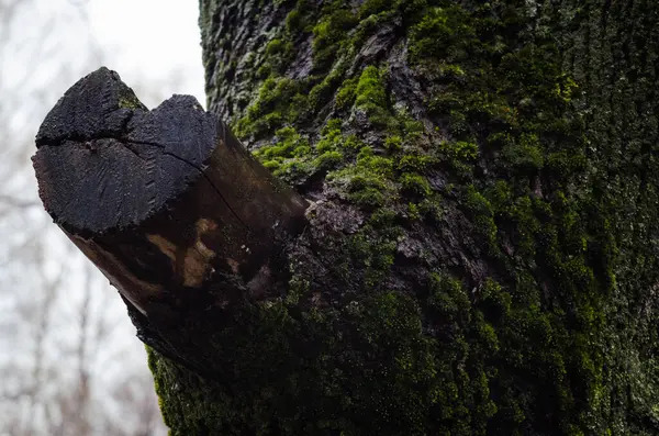 Tree Branch Sawn Photo Afternoon — Stock Photo, Image