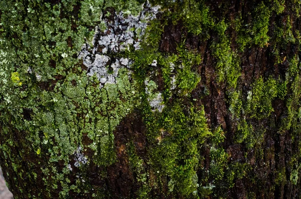 Corteccia Albero Ricoperta Muschio Foto Nel Pomeriggio — Foto Stock