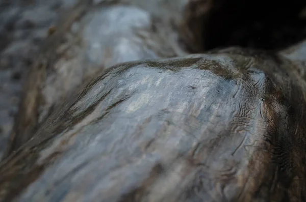 Tronco Albero Senza Corteccia Terra — Foto Stock