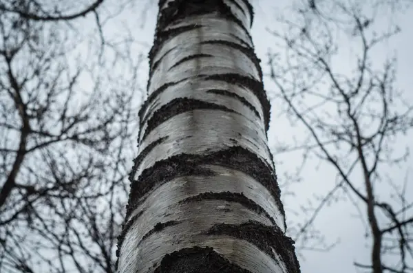 白桦树树干 下午拍照 — 图库照片