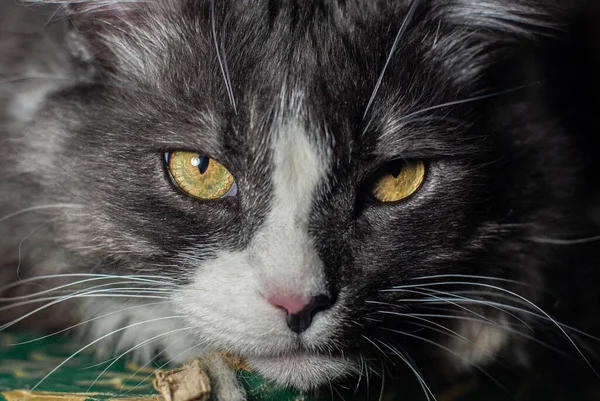 Kedi Kameraya Bakar Dairede Fotoğraf Çeker — Stok fotoğraf