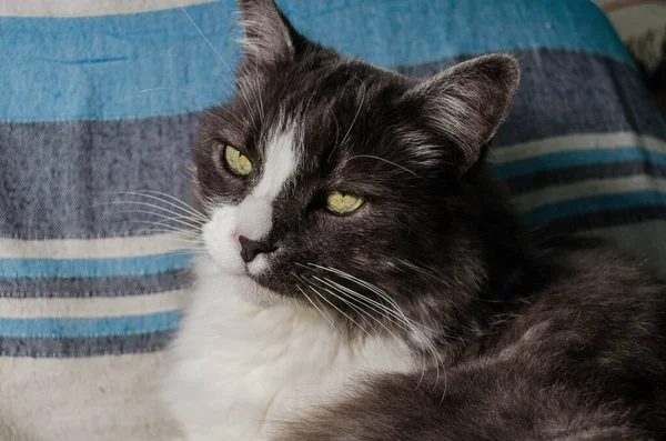 Gato Preto Branco Com Olhos Amarelos Olha Para Câmera — Fotografia de Stock