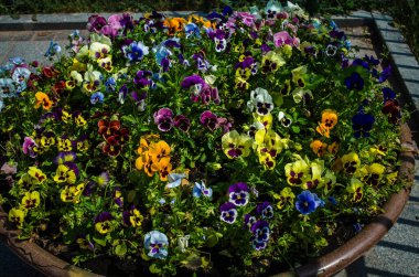 Çiçek tarlasında çiçekler, öğleden sonra fotoğraf