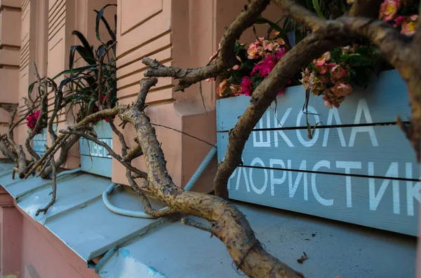 Penceredeki kuru ağaç dalları