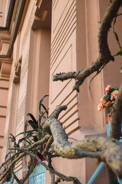 Penceredeki kuru ağaç dalları