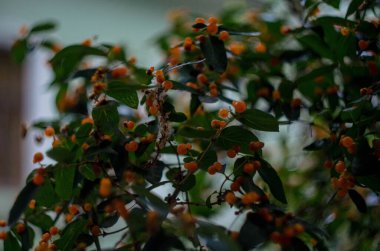 Yeşil yapraklı bir dalda meyveler, yağmurda, öğleden sonra fotoğraf.