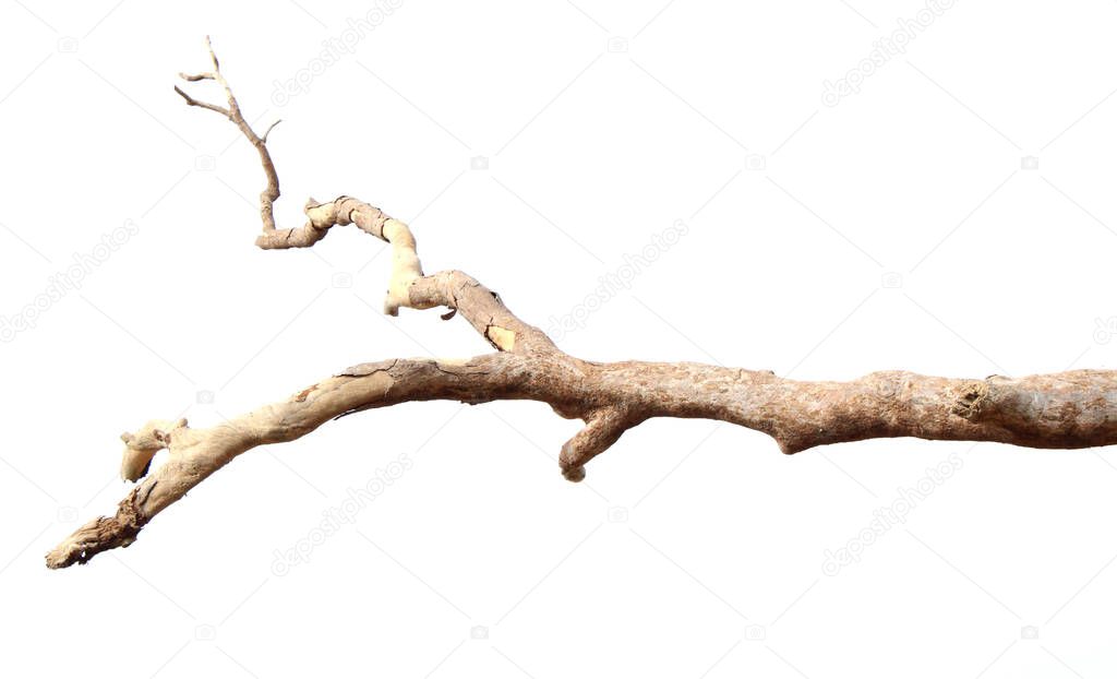 Dry branches, white background - image