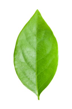 Bektaşi üzümü yaprakları beyaz arkaplanda izole edilmiş, kırpma yolu