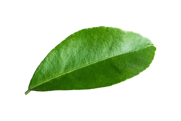 Lemon Leaves Isolated White Background Clipping Path — Stock Photo, Image