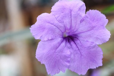 Ruellia Tüberosa, çiçeklerin yakın plan fotoğrafları. - Görüntü