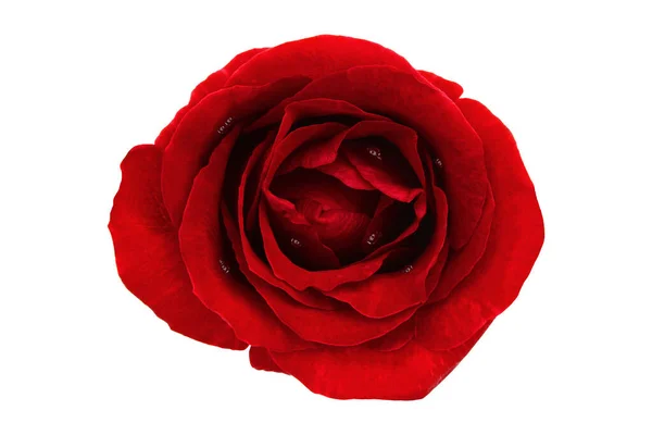 Rosa Roja Aislada Con Rocío Imagen — Foto de Stock
