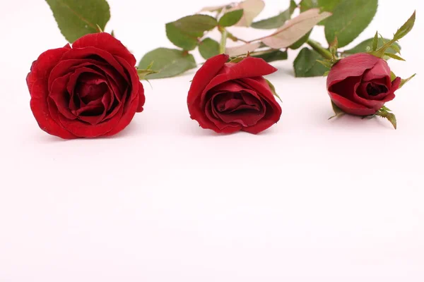 Rosas Rojas Fondo Blanco Parte Superior Dejar Blanco Para Diseño — Foto de Stock