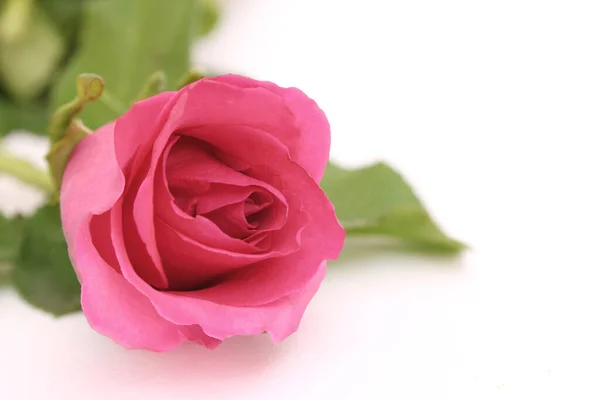 Rosas Rosadas Aisladas Sobre Fondo Blanco — Foto de Stock