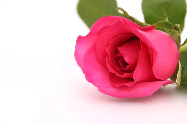 Rosas Rosadas Sobre Fondo Blanco Aislado Imágenes — Foto de Stock