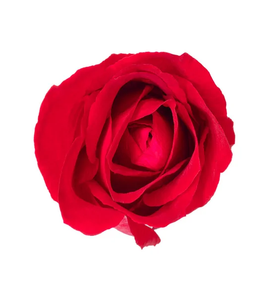 Rose Rouge Isoler Fond Blanc — Photo