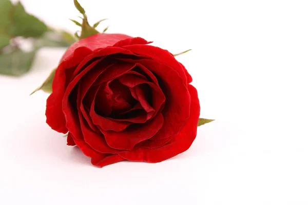 Подарунки Червоних Троянд Прикрашені Подарунками Ідеями Дня Святого Валентина Зображеннями — стокове фото