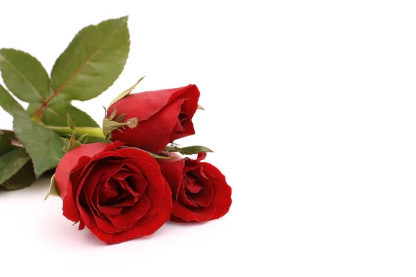 Rosas Rojas Dispuestas Sobre Fondo Blanco Que Puede Cortar Dividir — Foto de Stock