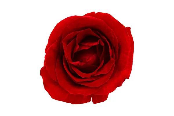 Roses Rouges Foncées Sur Des Zones Blanches Isolées Images — Photo