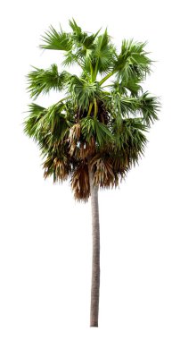 Palmiye şekeri, Borassus flabellifer, beyaz arkaplan - görüntü