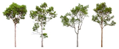 Beyaz arka planda yer alan tropik ağaç serisi, bilimsel adı (Shorea roxburghii).