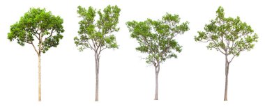 Beyaz arka planda yer alan tropik ağaç serisi, bilimsel adı (Shorea roxburghii).