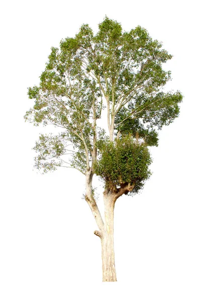 Irvingia Malayana Auch Als Mandelbaum Tropischen Wäldern Thailand Bekannt Isoliert — Stockfoto