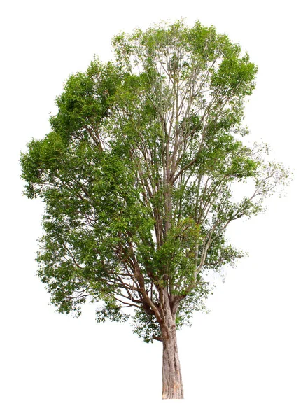 Irvingia Malayana Árbol Tropical Situado Sobre Fondo Blanco Imagen — Foto de Stock