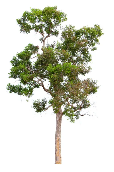 タイの熱帯林のアーモンドの木としても知られているイルビングィア マラヤナは 白い背景に隔離されています — ストック写真