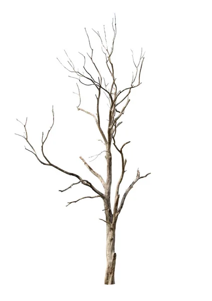 Мертвое Дерево Белом Фоне Таиланде — стоковое фото