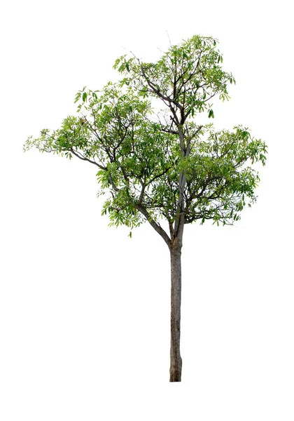 Albero Sacro Cerbera Odollam Sfondo Bianco Design — Foto Stock